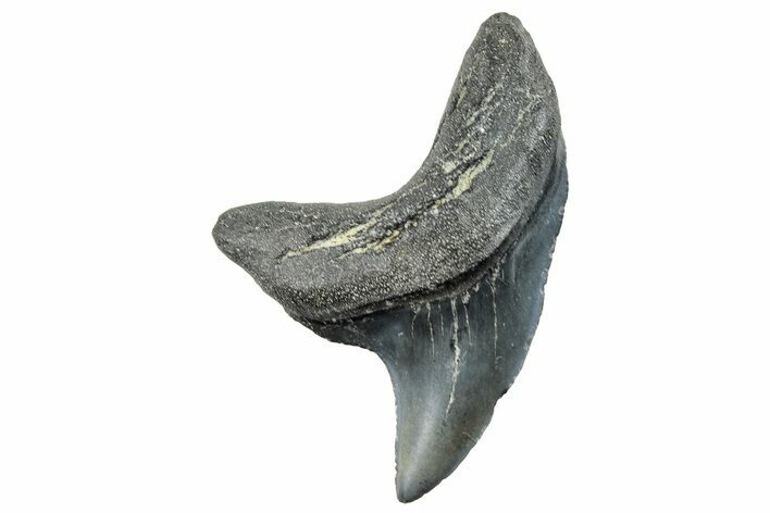 Rare,  Giant Thresher Shark (Alopias) Tooth - South Carolina #270059